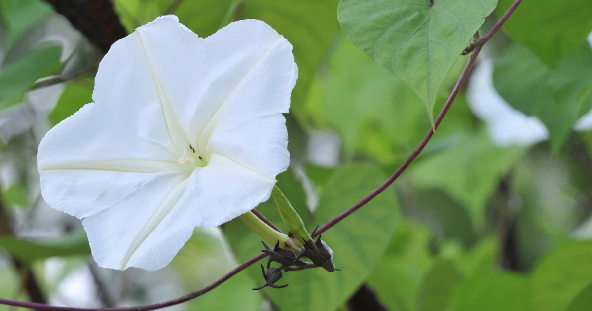 Moonflower Growth Stages with Pictures